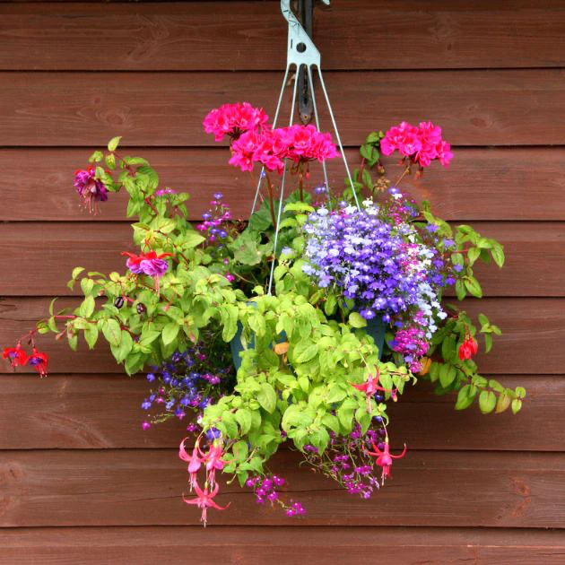 hanging flower baskets, thomas greenhouse and garden center
