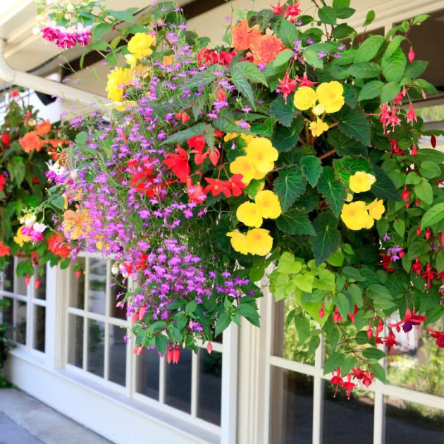 hanging flower baskets, thomas greenhouse and garden center