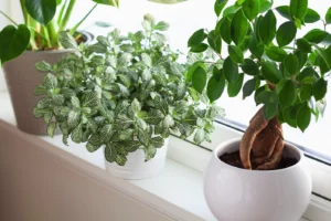 houseplants on window sill