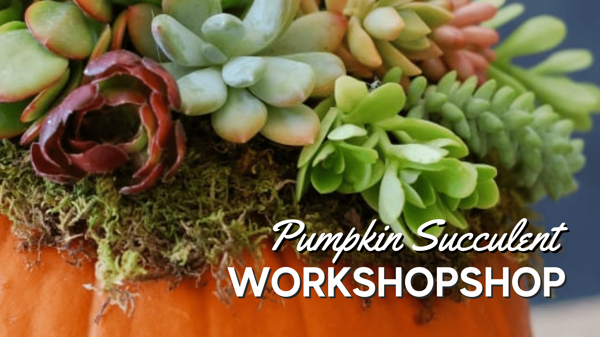 pumpkin succulent workshop at Thomas greenhouse and Gardens