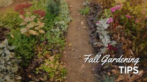 Fall garden tips graphic, garden in fall