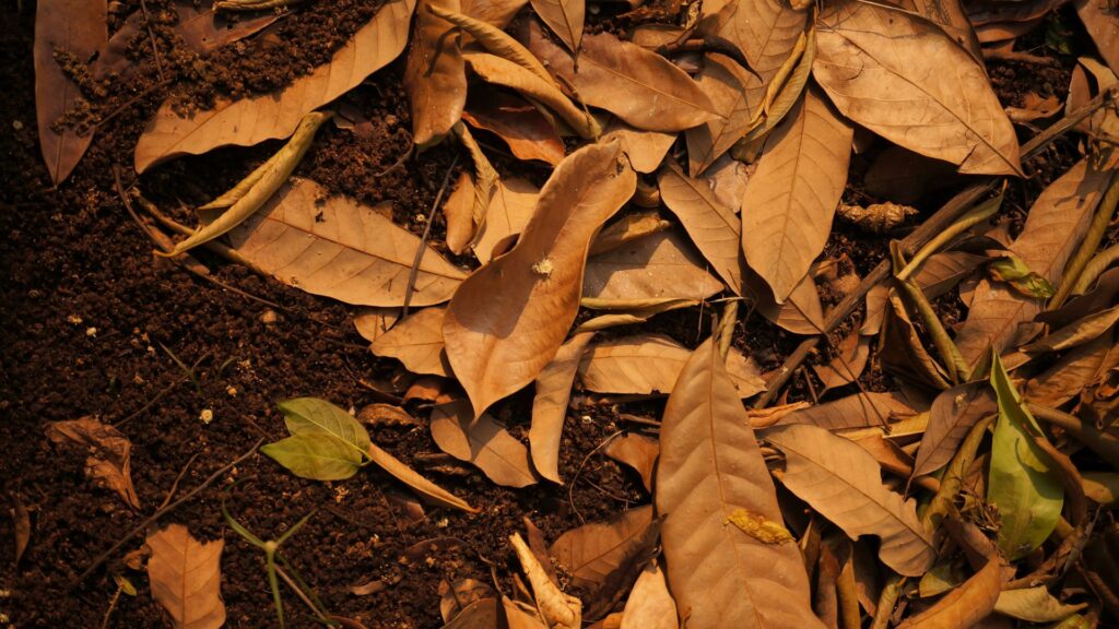 Composting Leaves