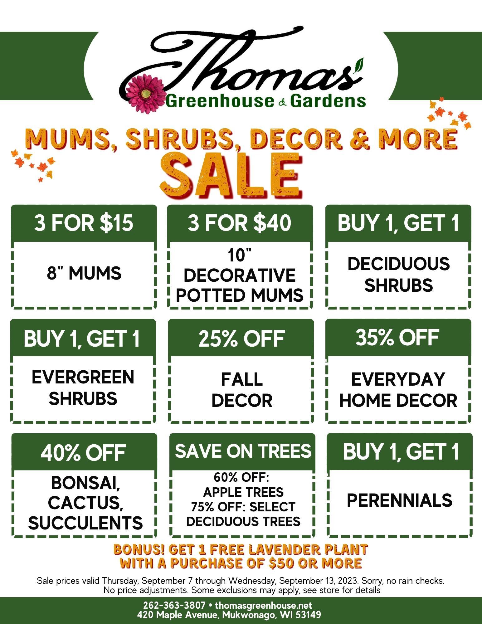 Thomas Greenhouse Mum Sale